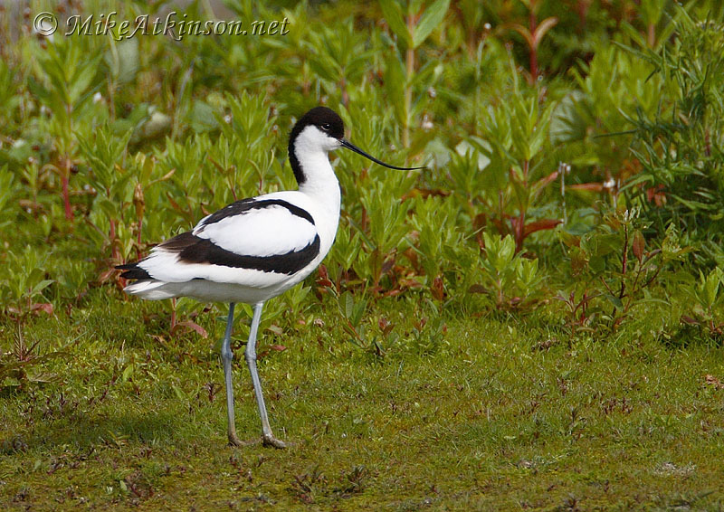 Avocet