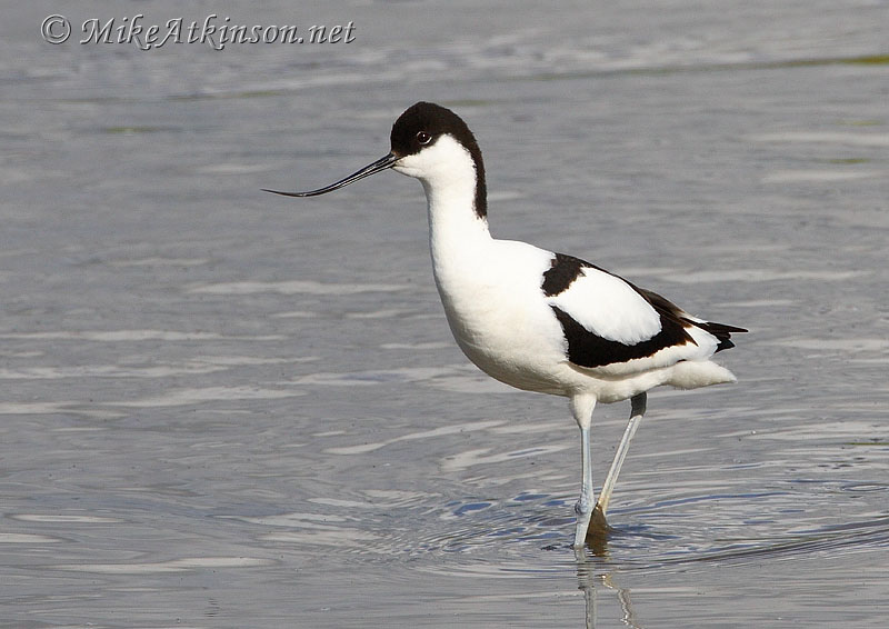 Avocet