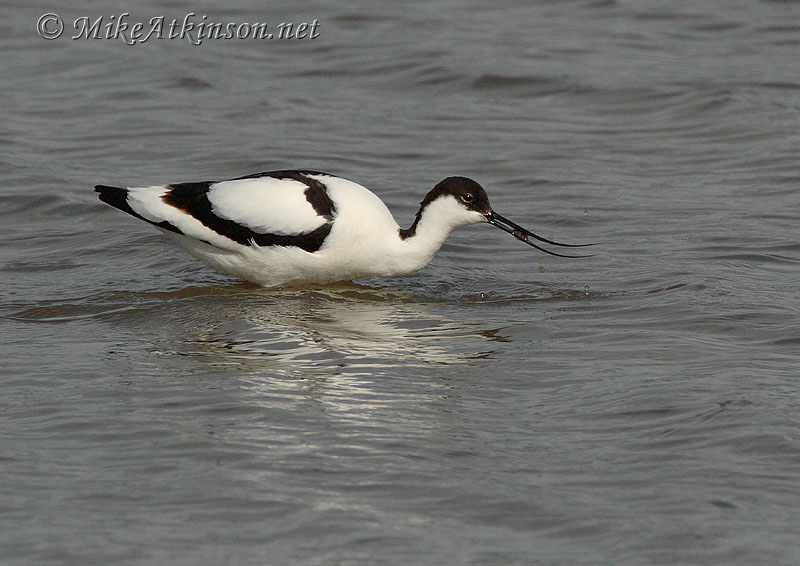 Avocet