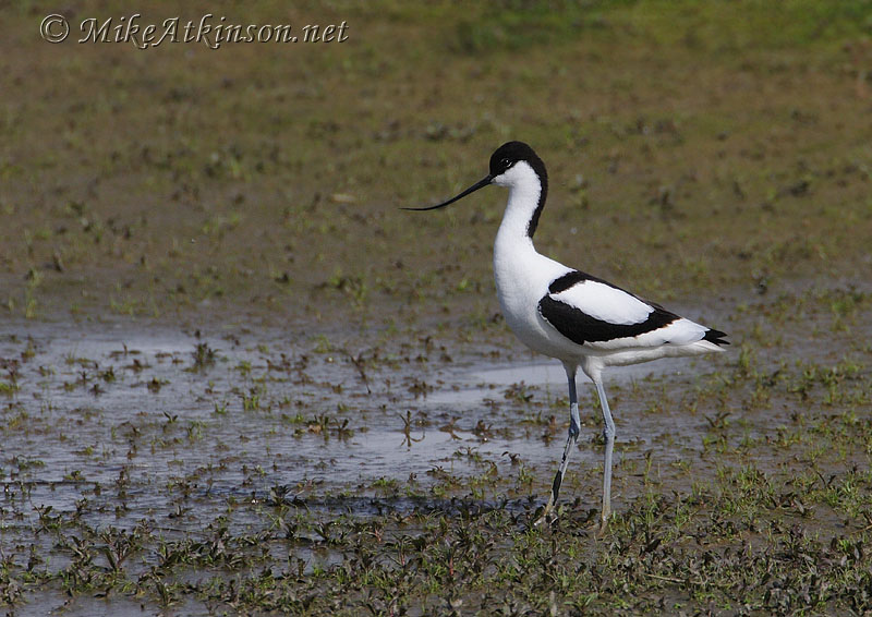 Avocet