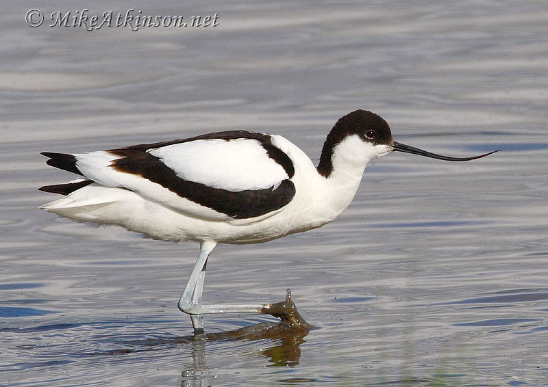 Avocet