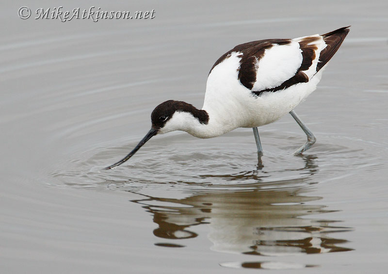 Avocet
