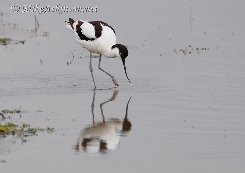 Avocet