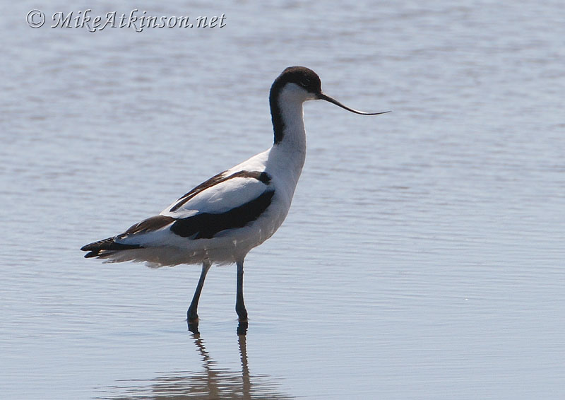 Avocet