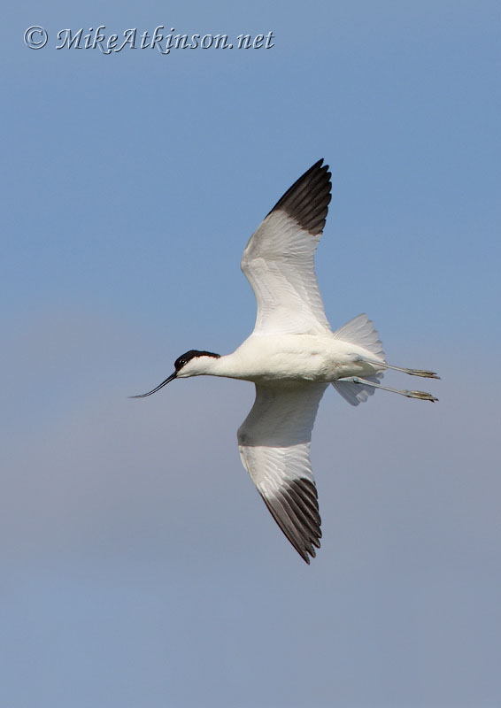 Avocet
