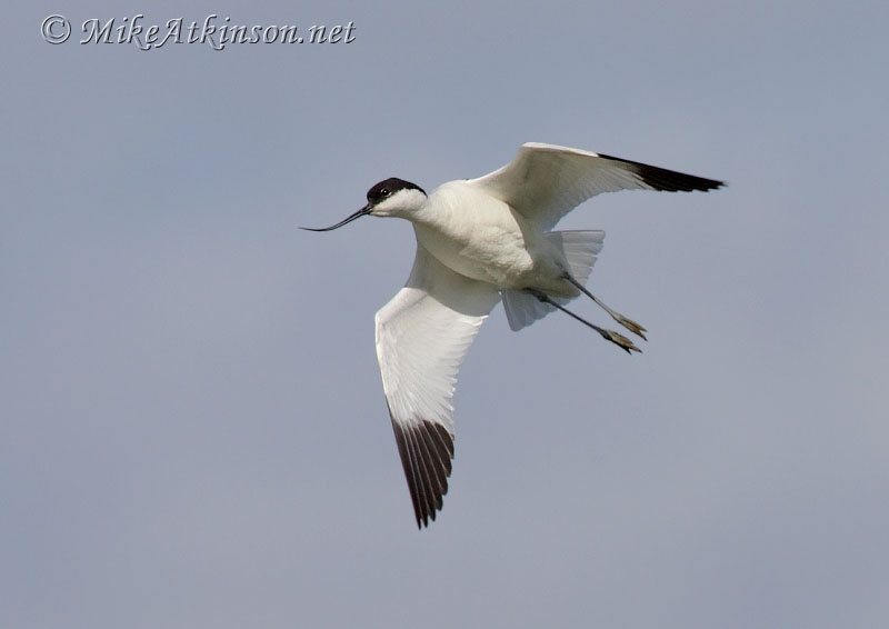 Avocet