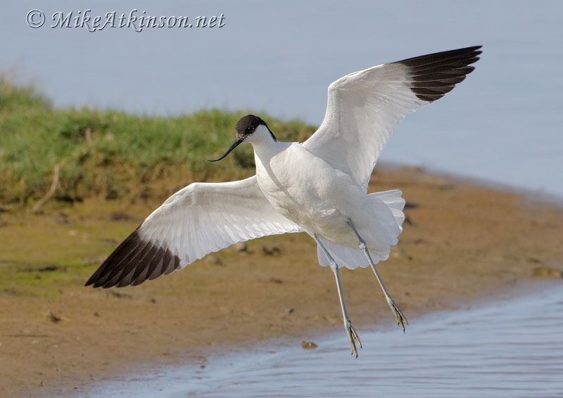Avocet