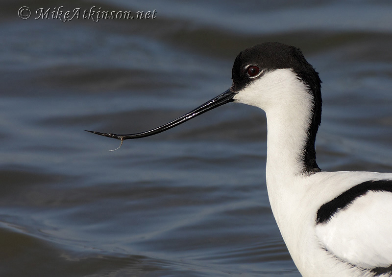 Avocet