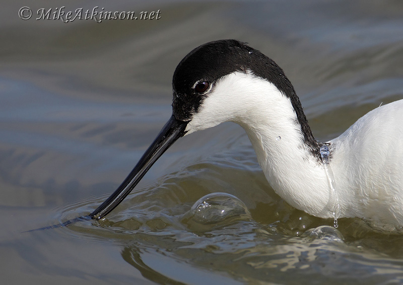 Avocet