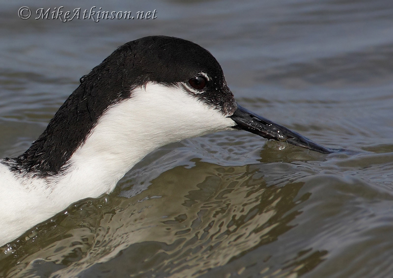 Avocet