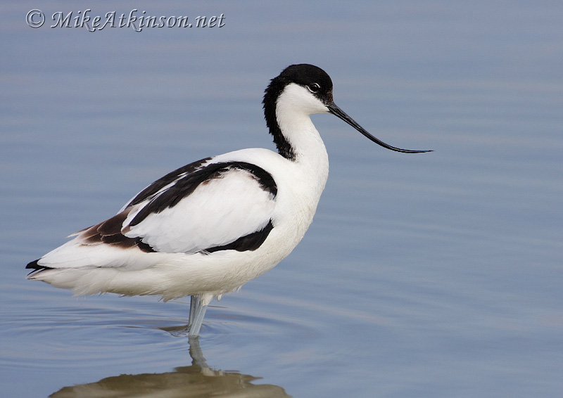 Avocet