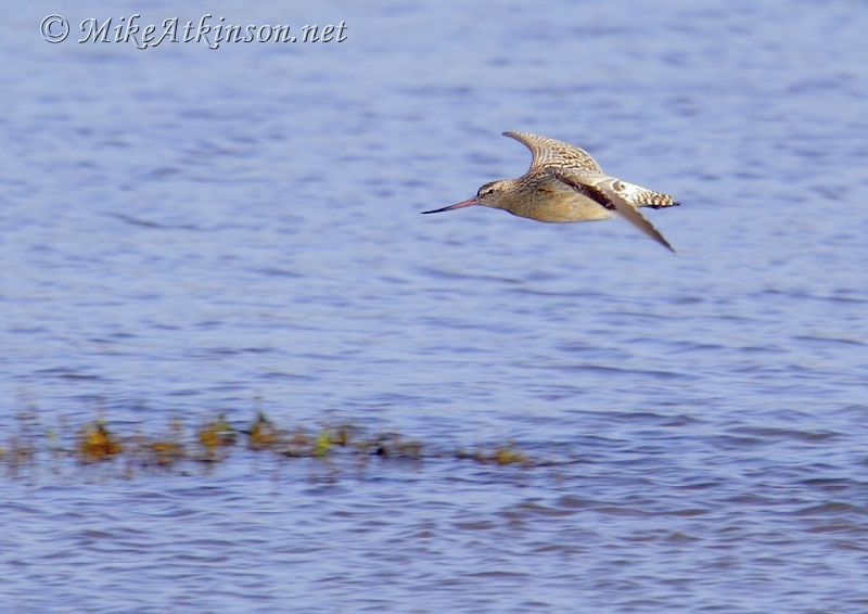 Bar-tailed Godwit