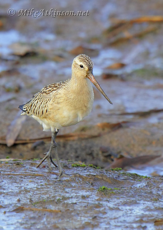 Bar-tailed Godwit