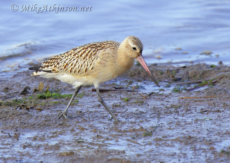 Bar-tailed Godwit