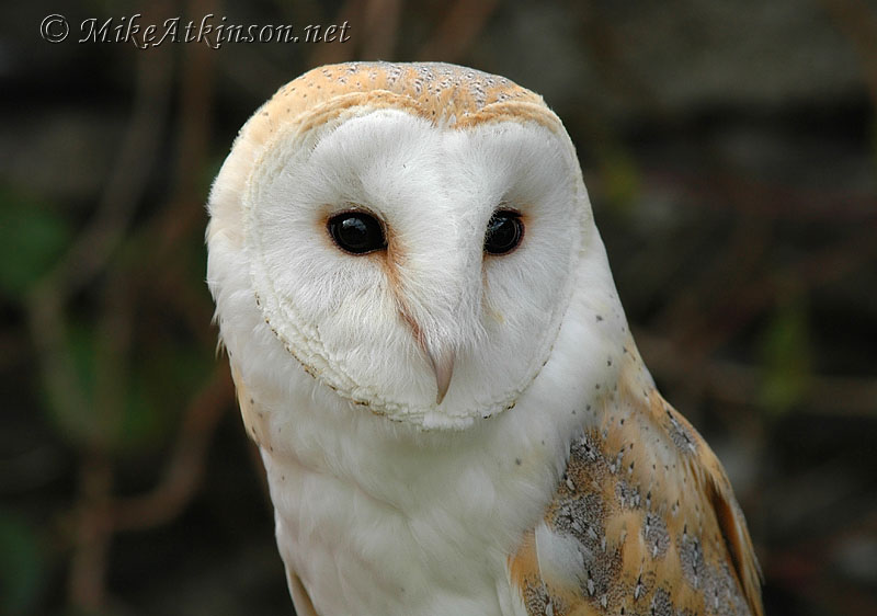Barn Owl (captive bird)