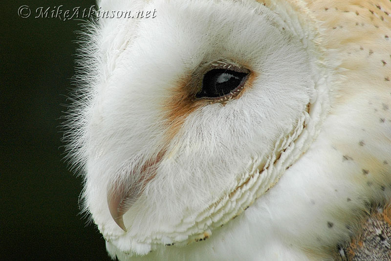 Barn Owl (captive bird)