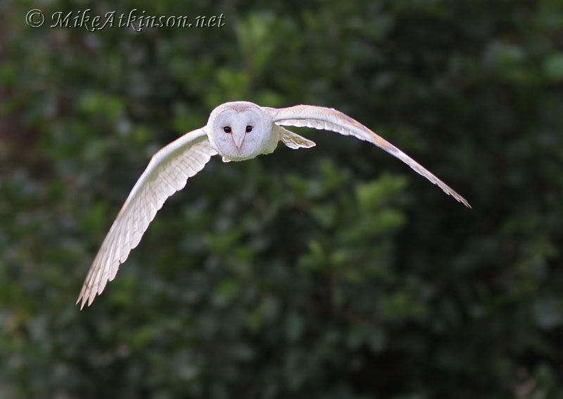 Barn Owl (captive bird)