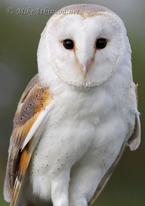 Barn Owl (captive bird)