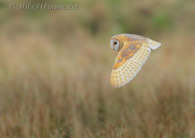 Barn Owl