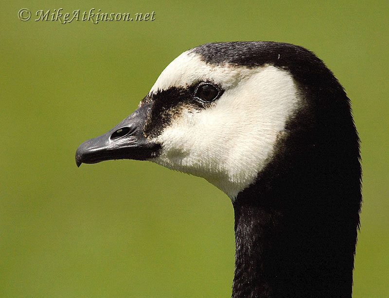 Barnacle Goose