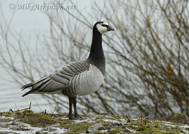 Barnacle Goose