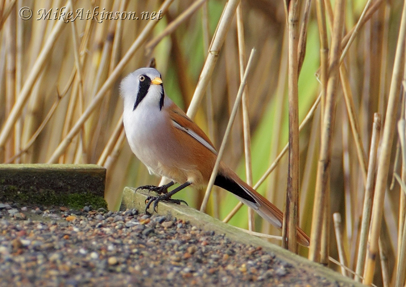 Bearded Tit