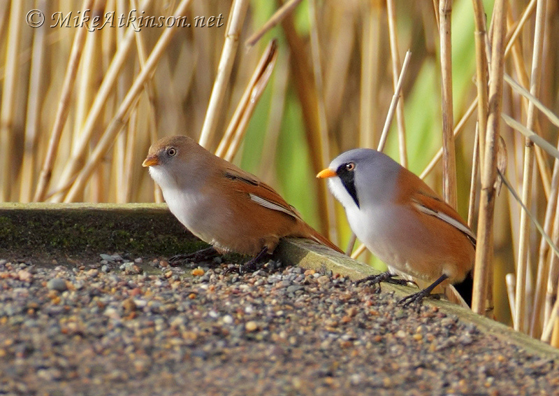 Bearded Tit
