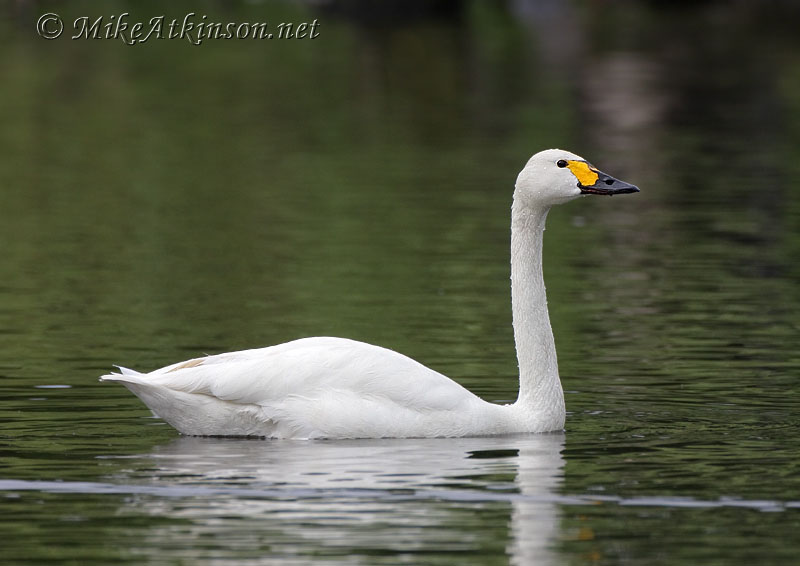 Bewick's Swan (captive bird)