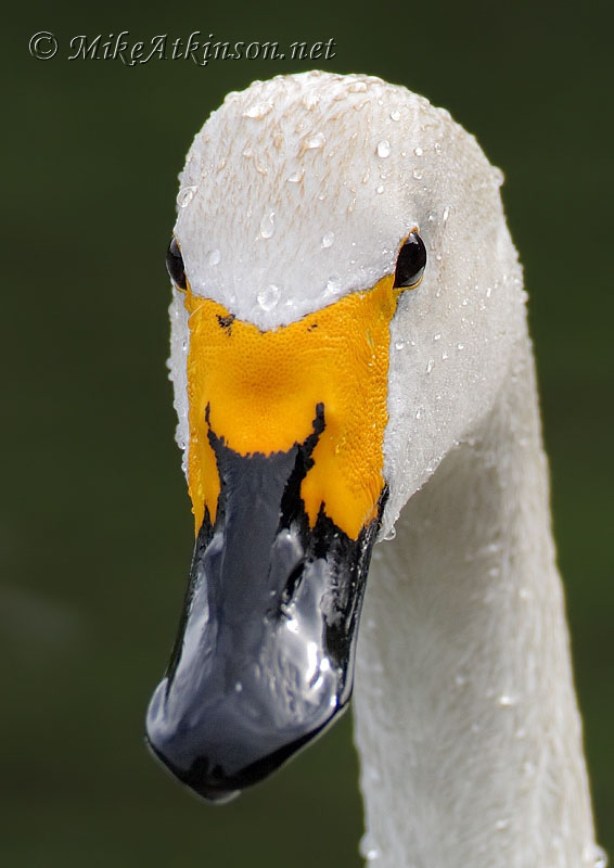 Bewick's Swan (captive bird)