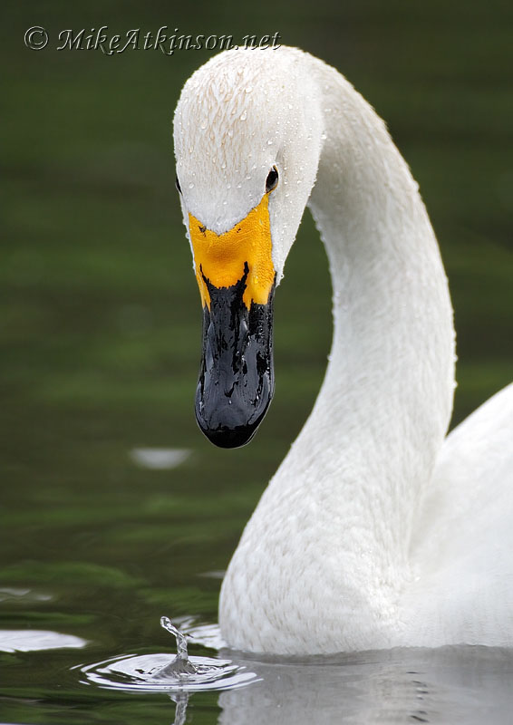 Bewick's Swan (captive bird)