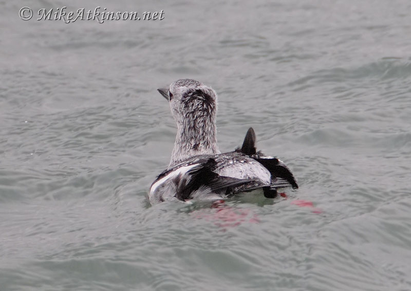 Black Guillemot
