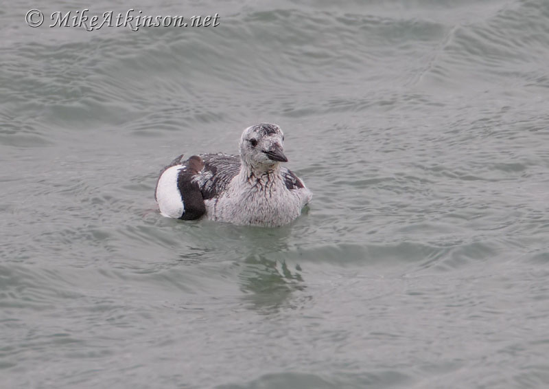 Black Guillemot