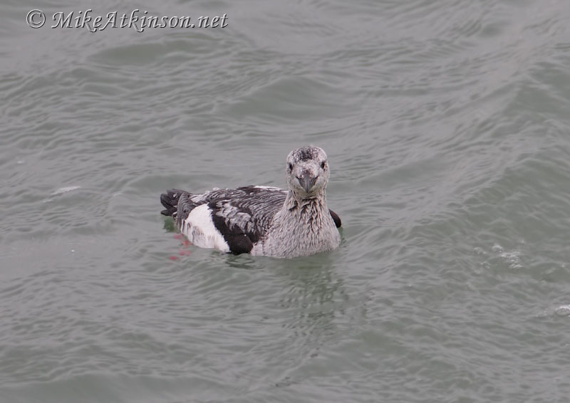 Black Guillemot