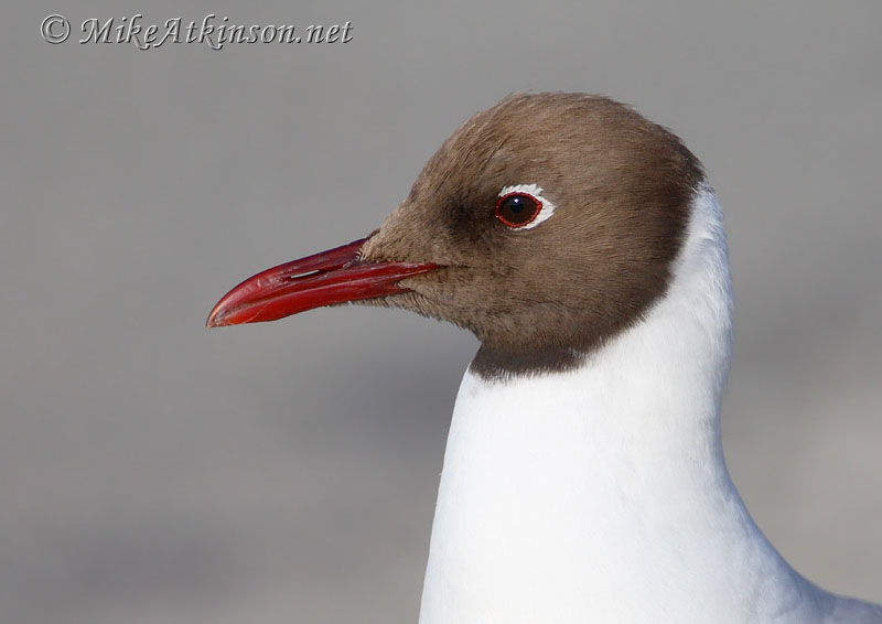 Black-headed Gull