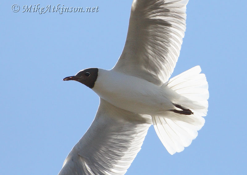 Black-headed Gull