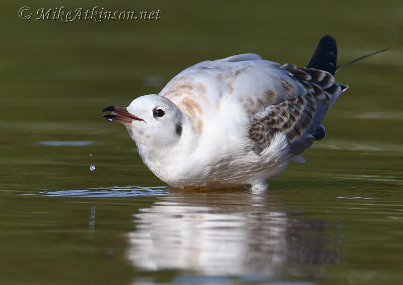 Black-headed Gull
