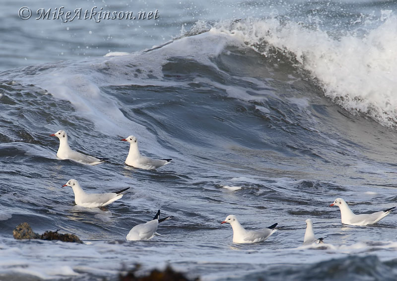 Black-headed Gull