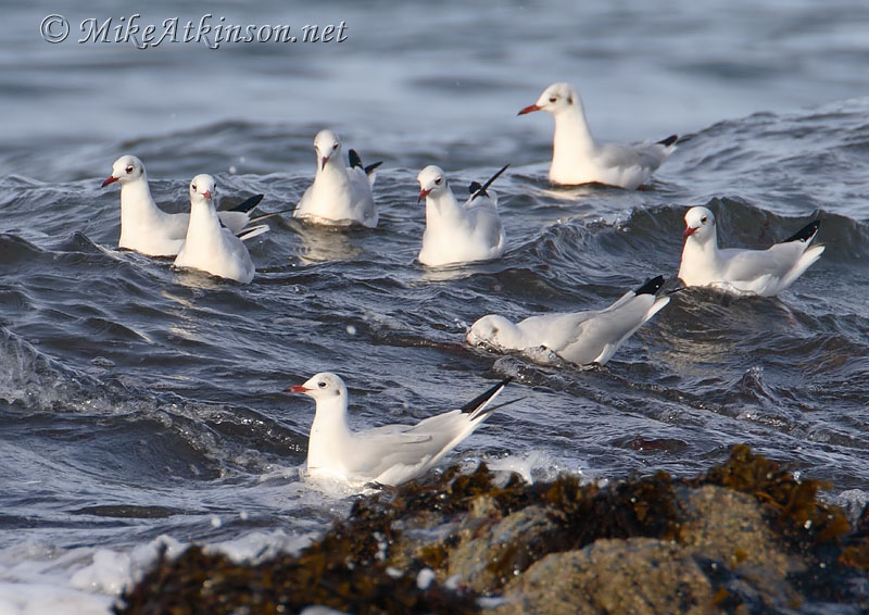Black-headed Gull