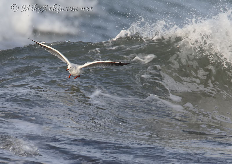 Black-headed Gull
