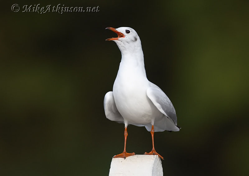 Black-headed Gull