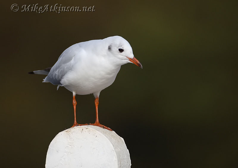 Black-headed Gull