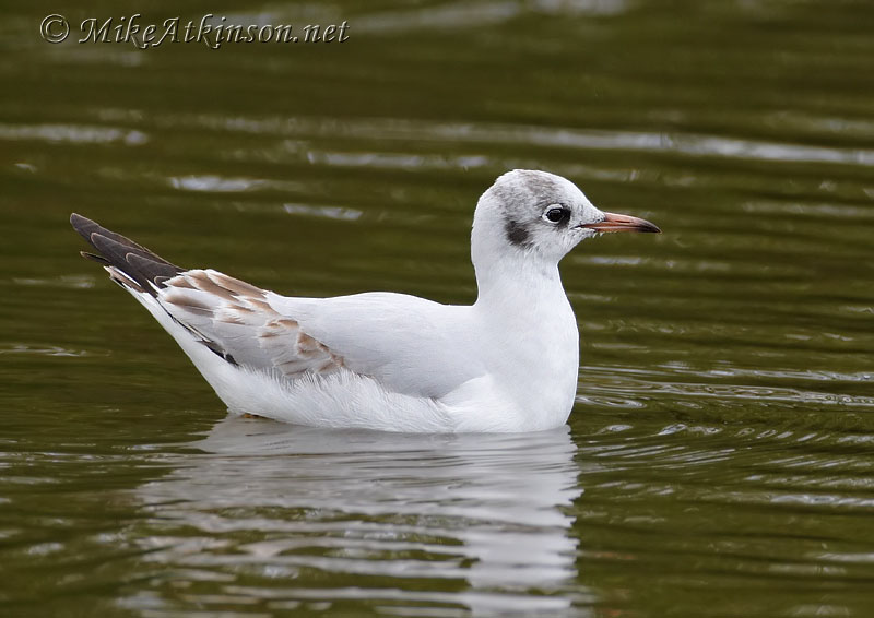 Black-headed Gull