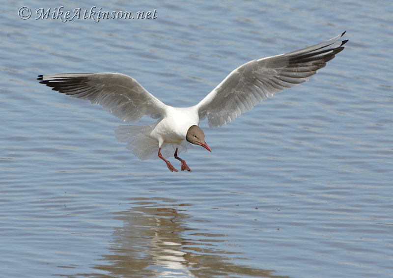 Black-headed Gull