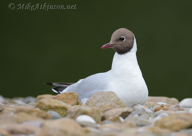 Black-headed Gull