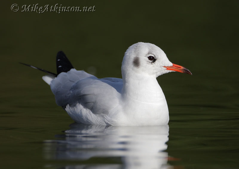 Black-headed Gull