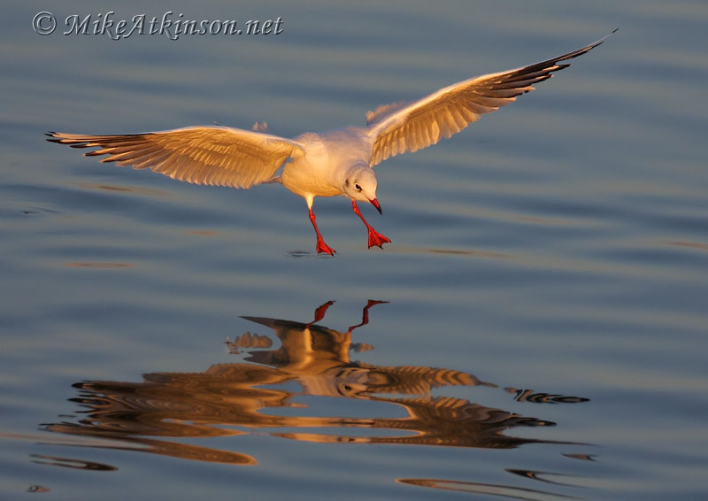 Black-headed Gull