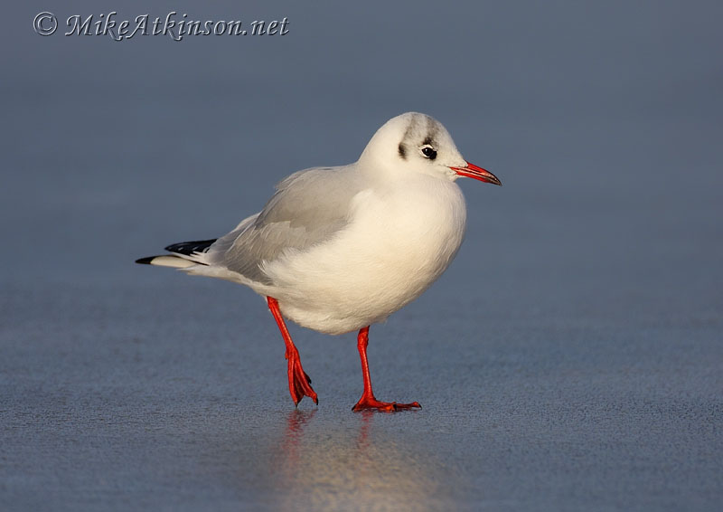 Black-headed Gull