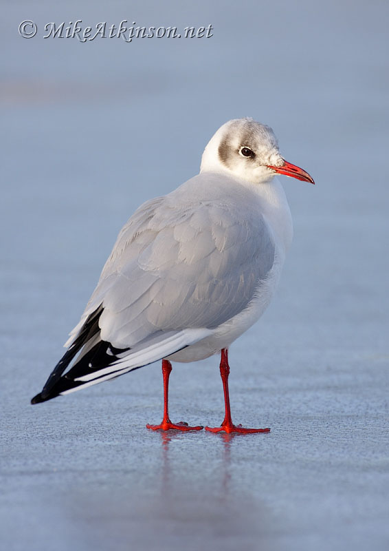 Black-headed Gull