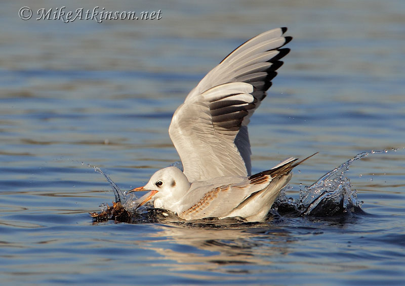 Black-headed Gull