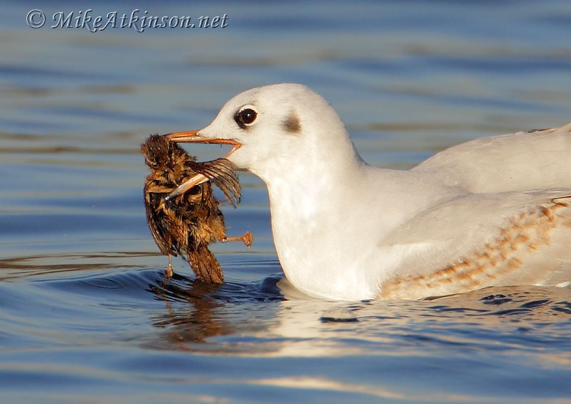 Black-headed Gull